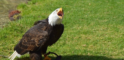 weißkopfseeadler adler 