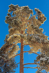 Крона сосны в измороси на фоне синего неба © vasilaleksandrov