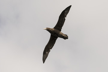 Pétrel géant, Macronectes giganteus, Ile Gough, Archipel Tristan da Cunha
