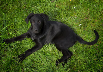 Black labrador retriever lying in the green grass
