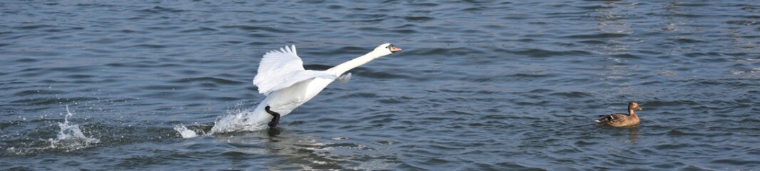 schwan am starten wasser