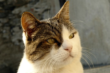 gatto 