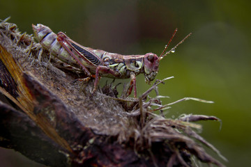 Knight grasshopper