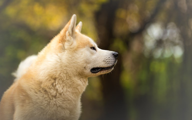 Akita Inu at the autumn forest