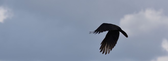 rabe fliegen himmel 