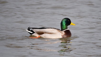 ente wasser 