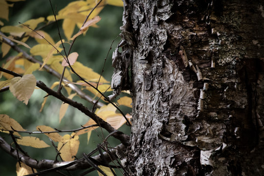 tree in fall detail background