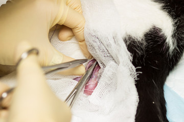 Cat Castration. Eggs, bandage, clamp, thread, gloves, fingers, blood vessels