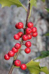 branch of holly