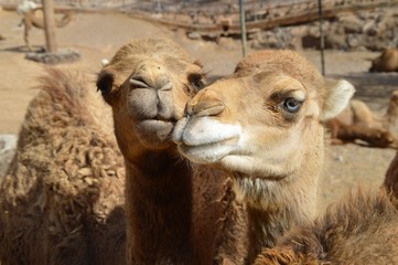 Obraz premium liebe camel