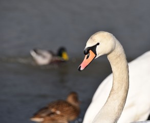schw&auml;ne schwan