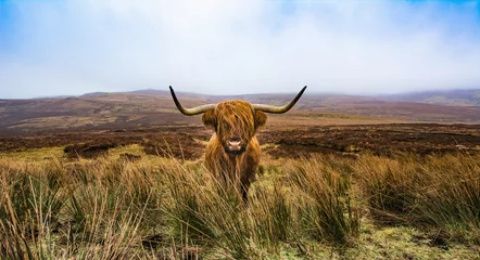 Fotobehang Schotse hooglanders © supakit