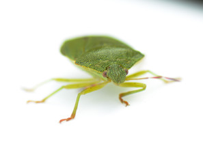 Green Bug