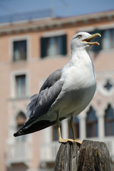 Seagull Screaming In Venice