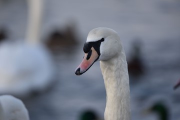 Vogel Wasser tier bird
