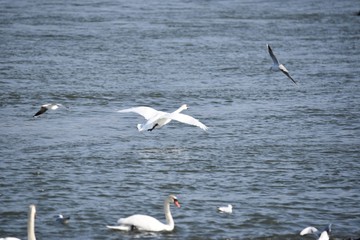 möve vogel bird wasser