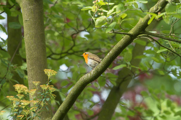 Readbreast In The Tree
