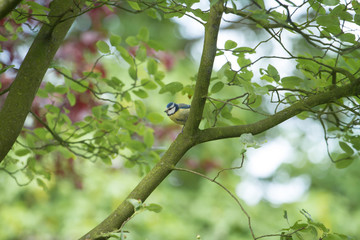 Bluetit In The Tree