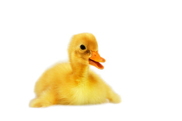 duckling on a white background