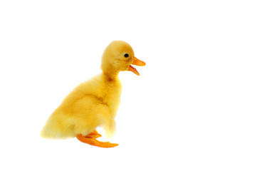 duckling on a white background