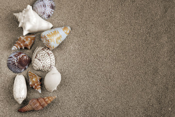 Fototapeta na wymiar Big shells in the sand