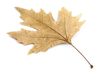 Autumn maple leaf isolated on white background