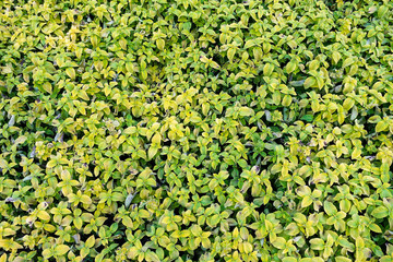 Coleus green