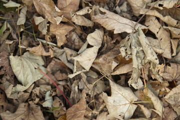 A whole page of dry fall leaves background texture 