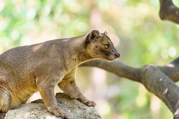 Fossa (Cryptoprocta Ferox) Cat In Madagascar