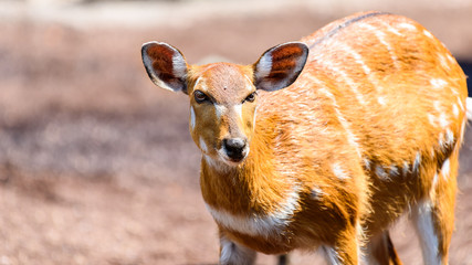 Sitatunga or Marshbuck (Tragelaphus spekii) Antelope In Central Africa