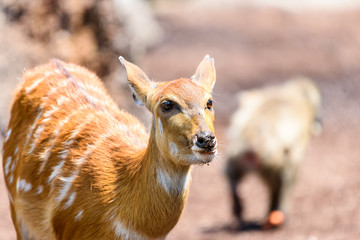 Sitatunga or Marshbuck (Tragelaphus spekii) Antelope In Central Africa