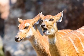 Naklejka na ściany i meble Sitatunga or Marshbuck (Tragelaphus spekii) Antelope In Central Africa