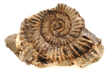 ammonites fossil isolated