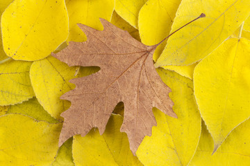  Maple leaf  on autumn background