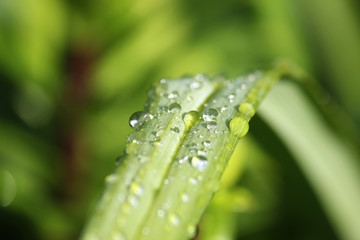 Dew on leaf. Silver dew on a green background.