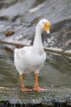 Image of white goose on nature background.