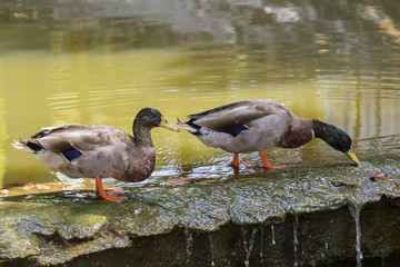 Image of two male mallard ducks (Anas platyrhynchos) standing on