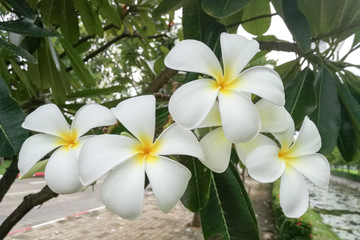 Obraz premium White Plumeria or Frangipani flower with green leaves.