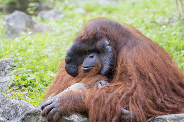 Image of a big male orangutan orange monkey.