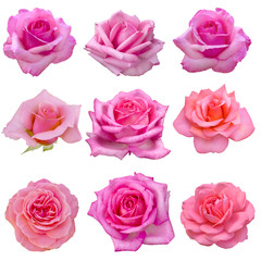 collage of pink roses