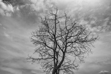 abstract retro dry tree on black and white filter