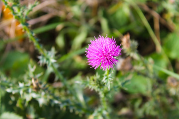 Thistle on a meadow