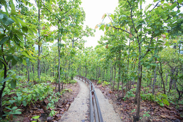 Tract on the mountain slope.