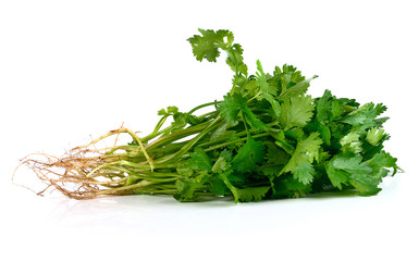 Coriander leaf isolated on white background