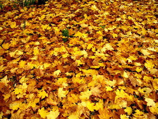 A colourful carpet of autumn leaves