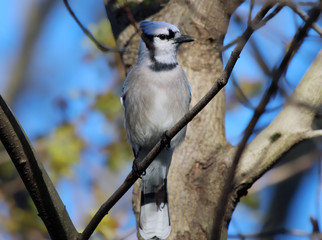 Blue Jay on Tree Branch