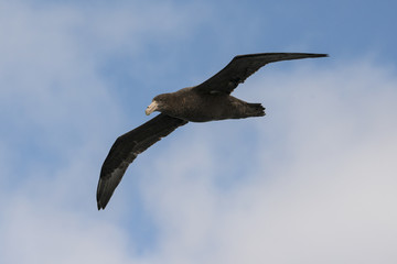 Pétrel géant, Macronectes giganteus, Ile Gough, Archipel Tristan da Cunha