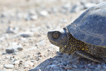 Turtle