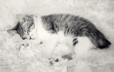 Cute kitten sleeping