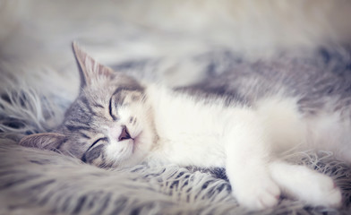 Cute kitten sleeping